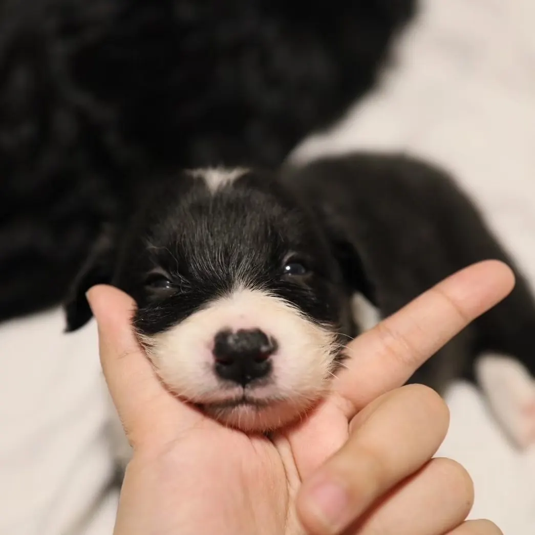 น้องบอร์เดอร์คอลลี่จาก Halfmoon