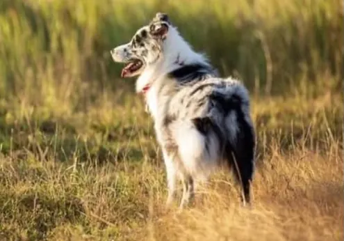 Halfmoon (ฮาฟมูน) บอร์เดอร์คอลลี่สี Blue Merle (บลูเมิร์ล)